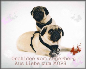 mops-welpen-bayern-deutschland.de-orchidee-vom-angerberg.abenkenstein.de/mopszucht-orchidee-vom-angerberg/